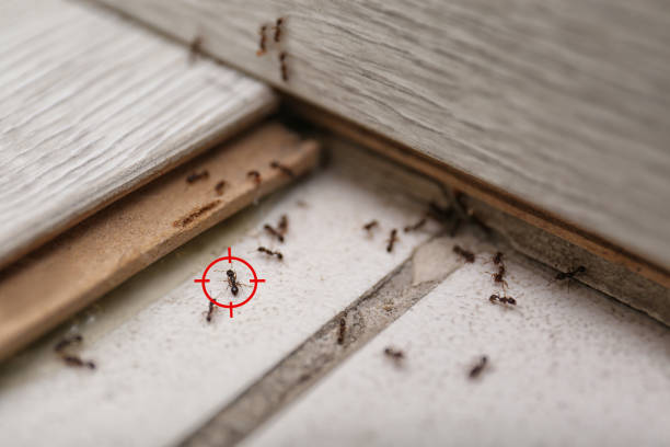 Best Pest Control Near Me in Lacombe, LA