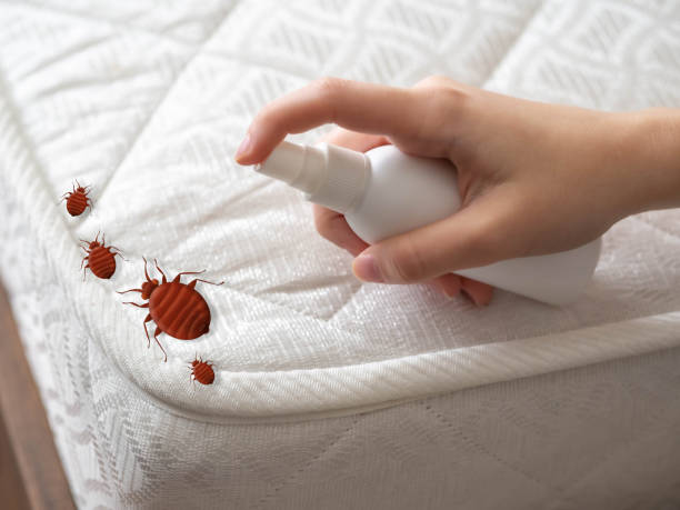 Best Affordable Pest Control Services  in Combe, LA