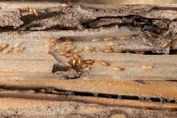 Best Pest Removal Services  in Combe, LA